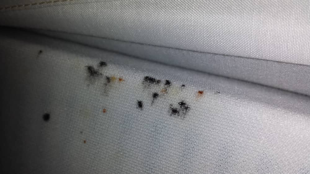 bed bug with digested blood crushed