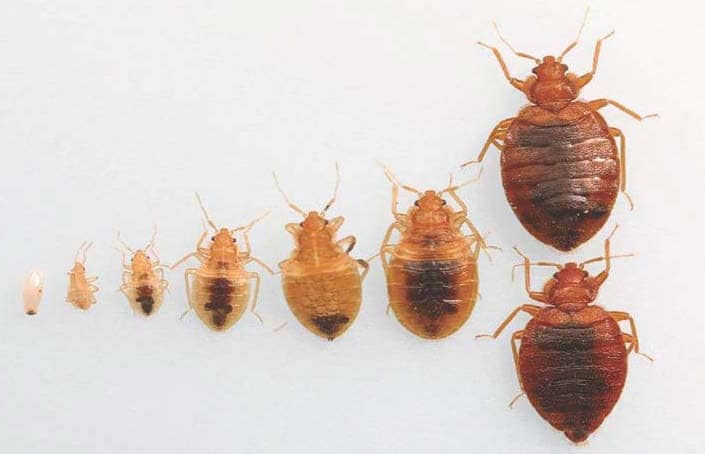 11-bed-bugs-facts-you-need-to-know-to-defeat-them-pest-hacks