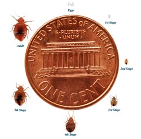 bed bugs pictures actual size