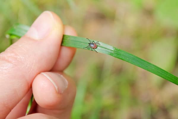 how-to-keep-ticks-away-for-good-best-tick-repellent-options-pest-hacks