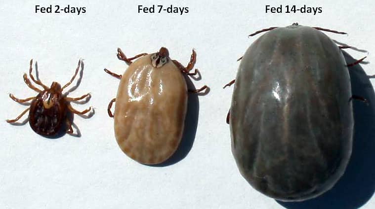 engorged deer tick vs engorged dog tick