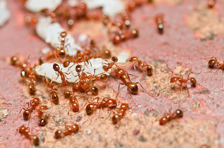 how-to-get-rid-of-fire-ants-what-works-and-what-to-skip