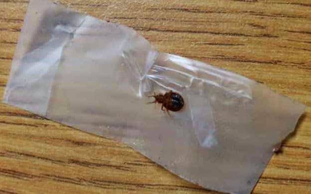 What to Do If You Have Bed Bugs