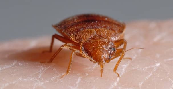 do bedbug bites itch