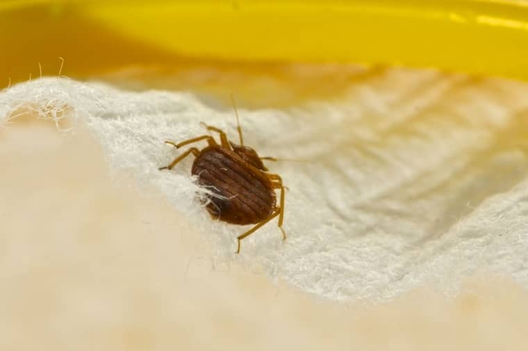 What Do Bed Bugs Do? 3 Crucial Bed Bug Activities - Pest Hacks