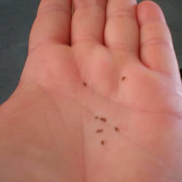 flea larvae actual size