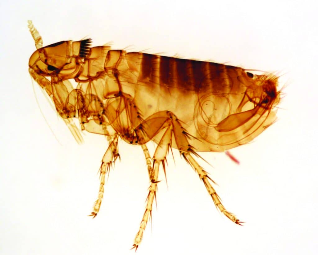 what do fleas look like