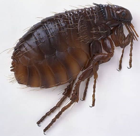 what do fleas look like