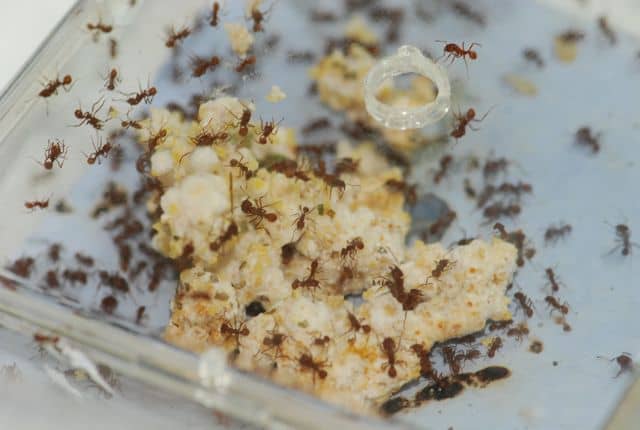 Butter and Colonial Cooking Top 10 Homemade Ant Killer Recipes DIY Ant Killers that Work