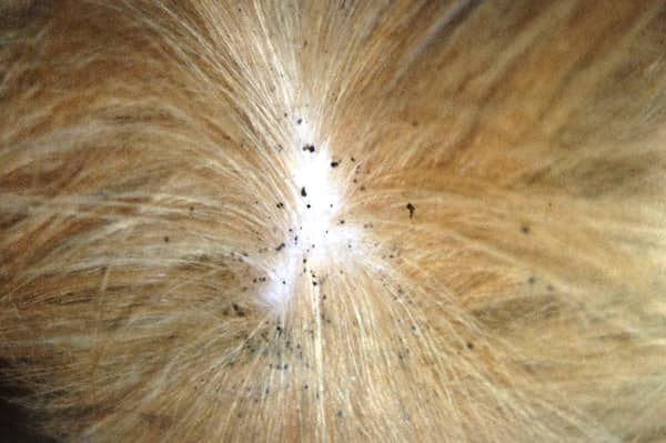 what to do if dog has fleas