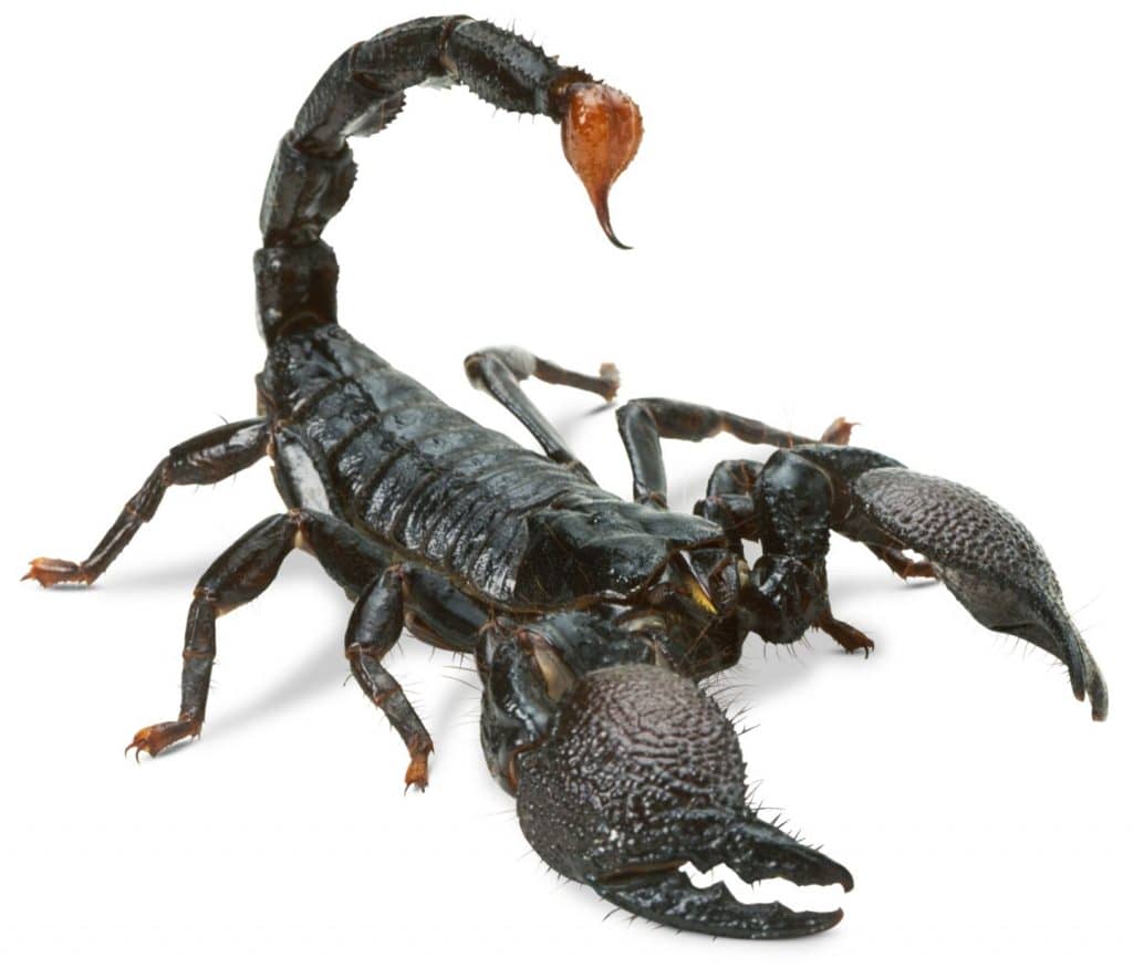 scorpion facts