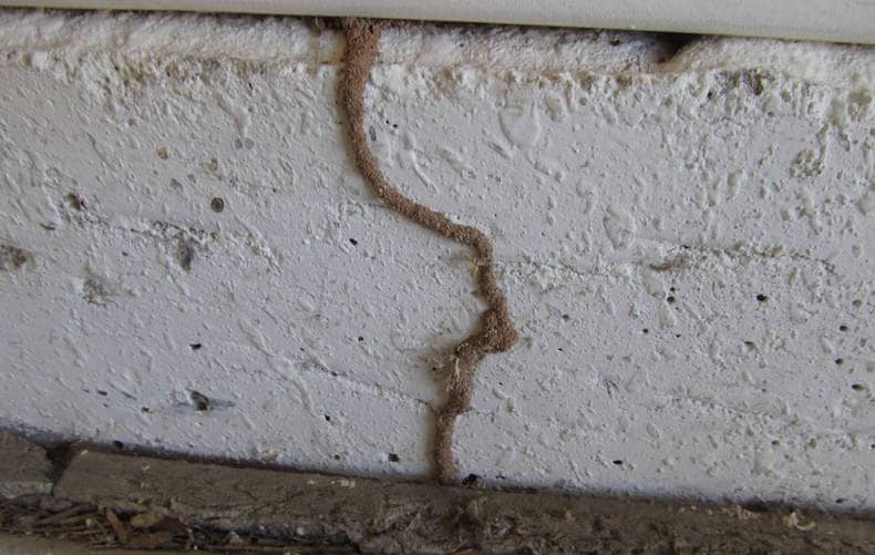 8 Telltale Termite Signs to Look Out For - Pest Hacks