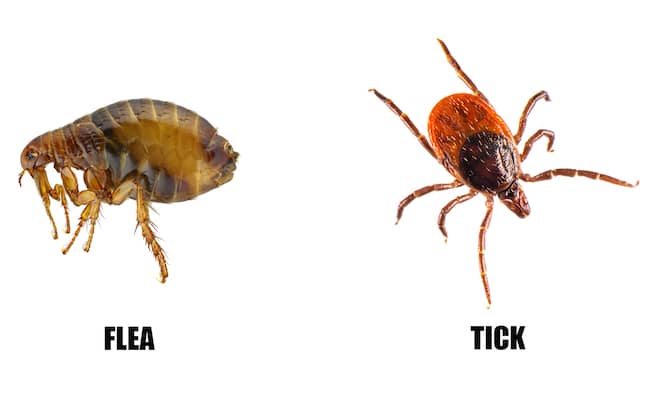 fleas vs ticks