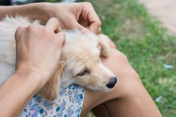 How to Tell if Your Dog Has Fleas 6 Simple Ways to Find