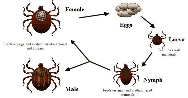 Facts About Ticks Everything You Need To Know For A Tick Less Life Pest Hacks