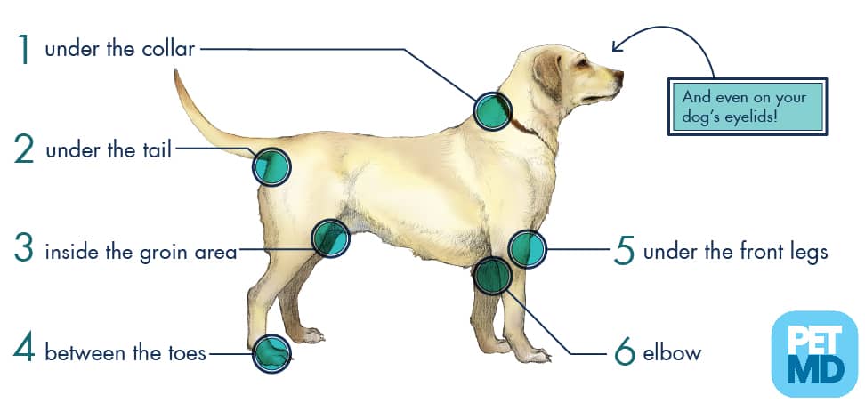 where do ticks hide on dogs