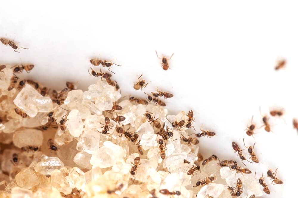 How To Get Rid Of Sugar Ants 9 Ways To Win The Battle Forever