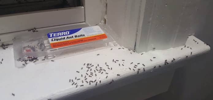 What's the Best Pet Safe Ant Killer? 3 Pet Friendly Ant Killers that Work