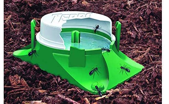 ant traps outdoor