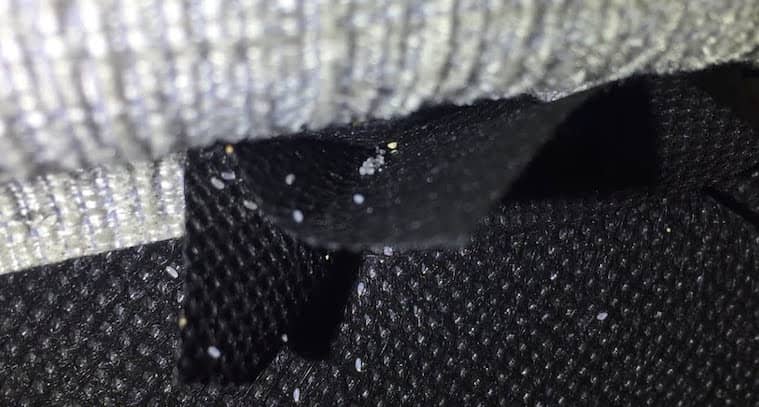 bed bug eggs on mattress