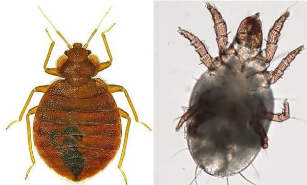 Dust Mite Vs Bed Bug 6 Foolproof Ways To Tell The Difference 3778