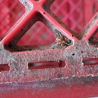 bed-bug-damage-on-milk-crate-used-to-support-a-bed