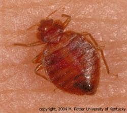 adult-bed-bug 