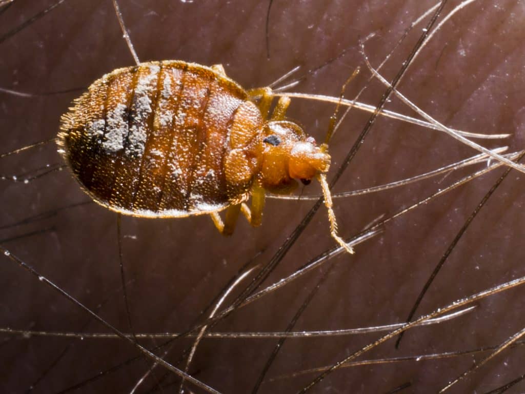 bed-bug-adult-unfed