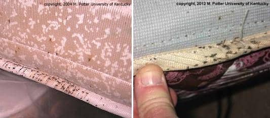 bed-bug-fecal-stain