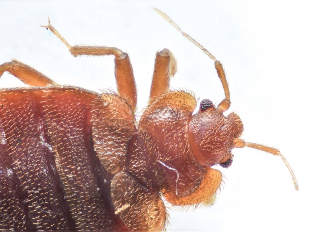 bed-bug-head-and-thorax