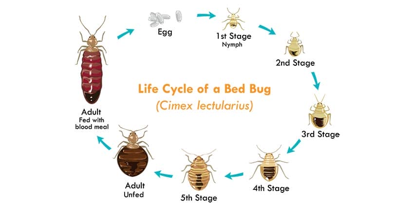 bed-bug-lifecycle