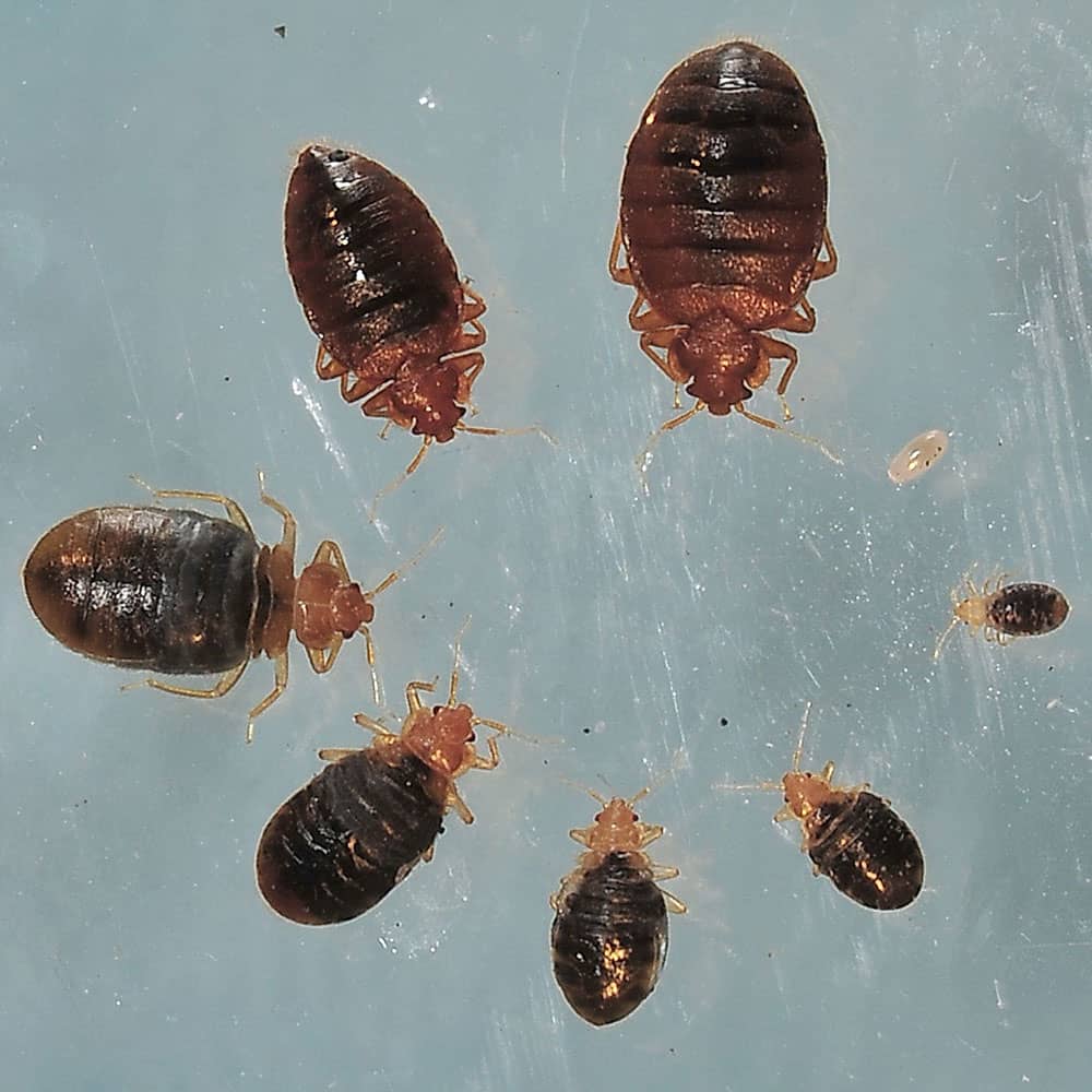 bed-bugs-all-stages-after-feeding