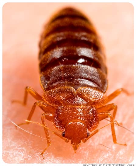 photo-of-bedbug