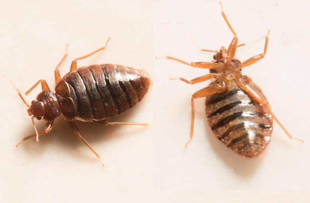 closeup-of-two-bed-bugs