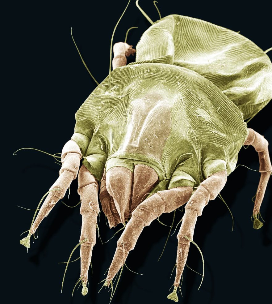 Top 30+ Stock Images show me a picture of a dust mite Stunning