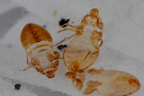 image-of-bed-bug-sheds