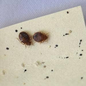 photo-of-adult-bed-bugs