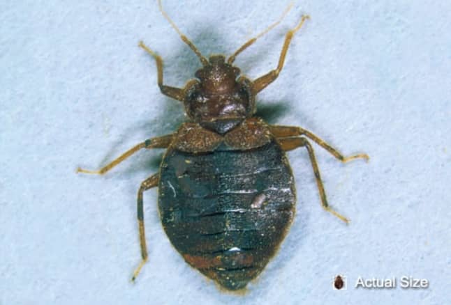 photo-of-adult-bedbug