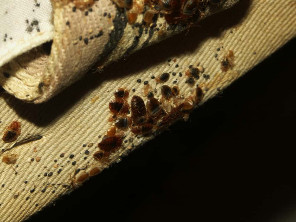 photo-of-bed-bug-fecal-stains