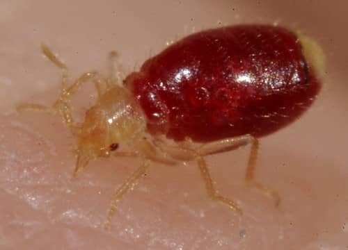 photo-of-bed-bug-in-close-up