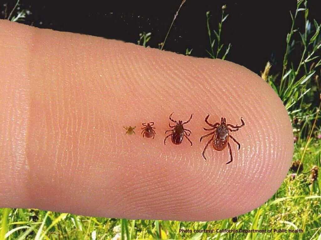 what-do-ticks-look-like-23-pictures-of-ticks-in-all-life-stages