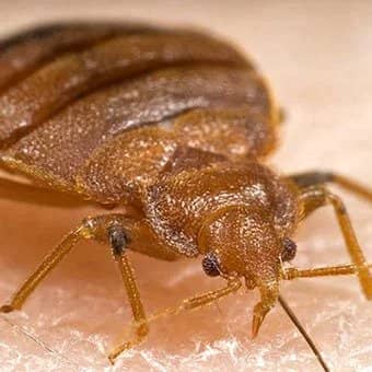 what-do-bed-bugs-look-like-close-up