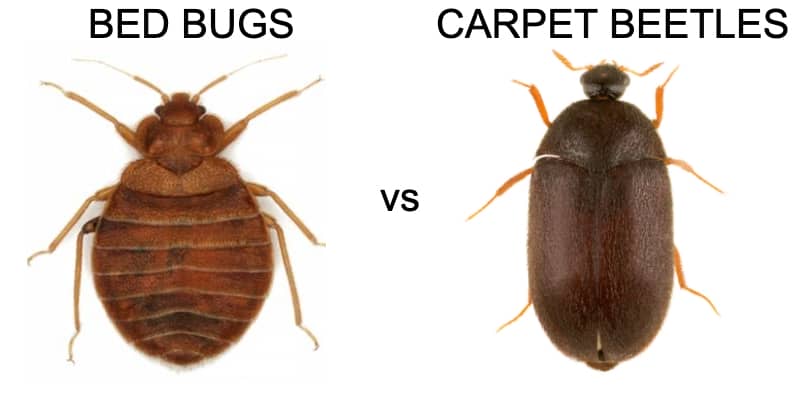 Bed Bug Larvae Vs Carpet Beetle Larvae