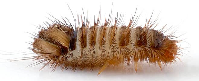 carpet beetle worms