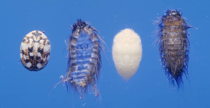 Life Cycle Of A Carpet Beetle