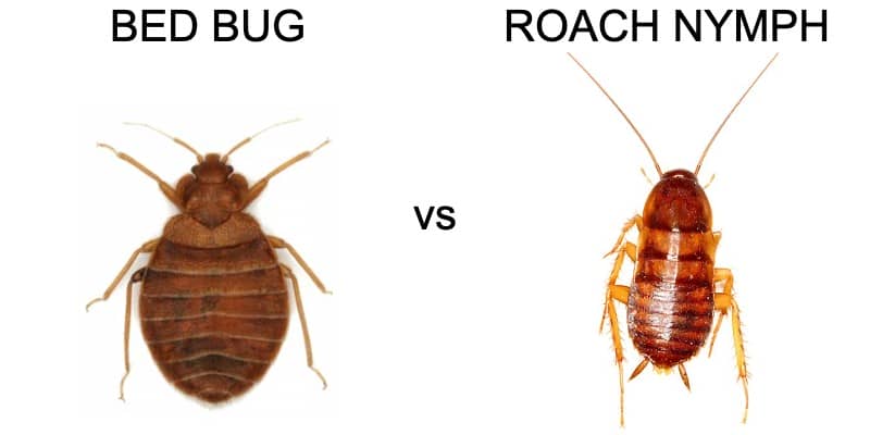 Baby Cockroach Vs Bed Bug   Bed Bug Vs Roach 