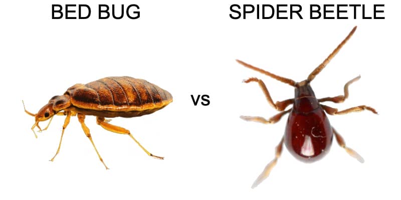 Spider Beetle Vs Bed Bug