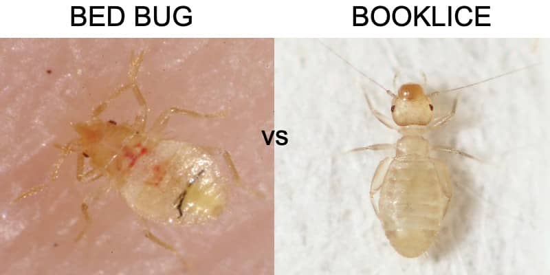 7 Most Common Bed Bug Lookalikes - Ogge