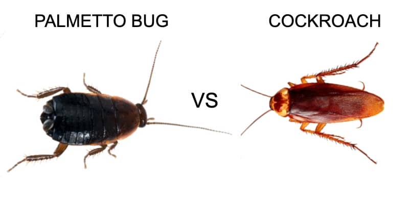 Palmetto Bug Vs Roach Pest Hacks