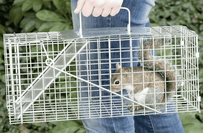 best-squirrel-trap-havahart-pest-hacks